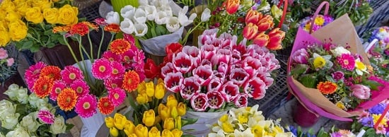 زهور تساعد على الشعور بالسعادة