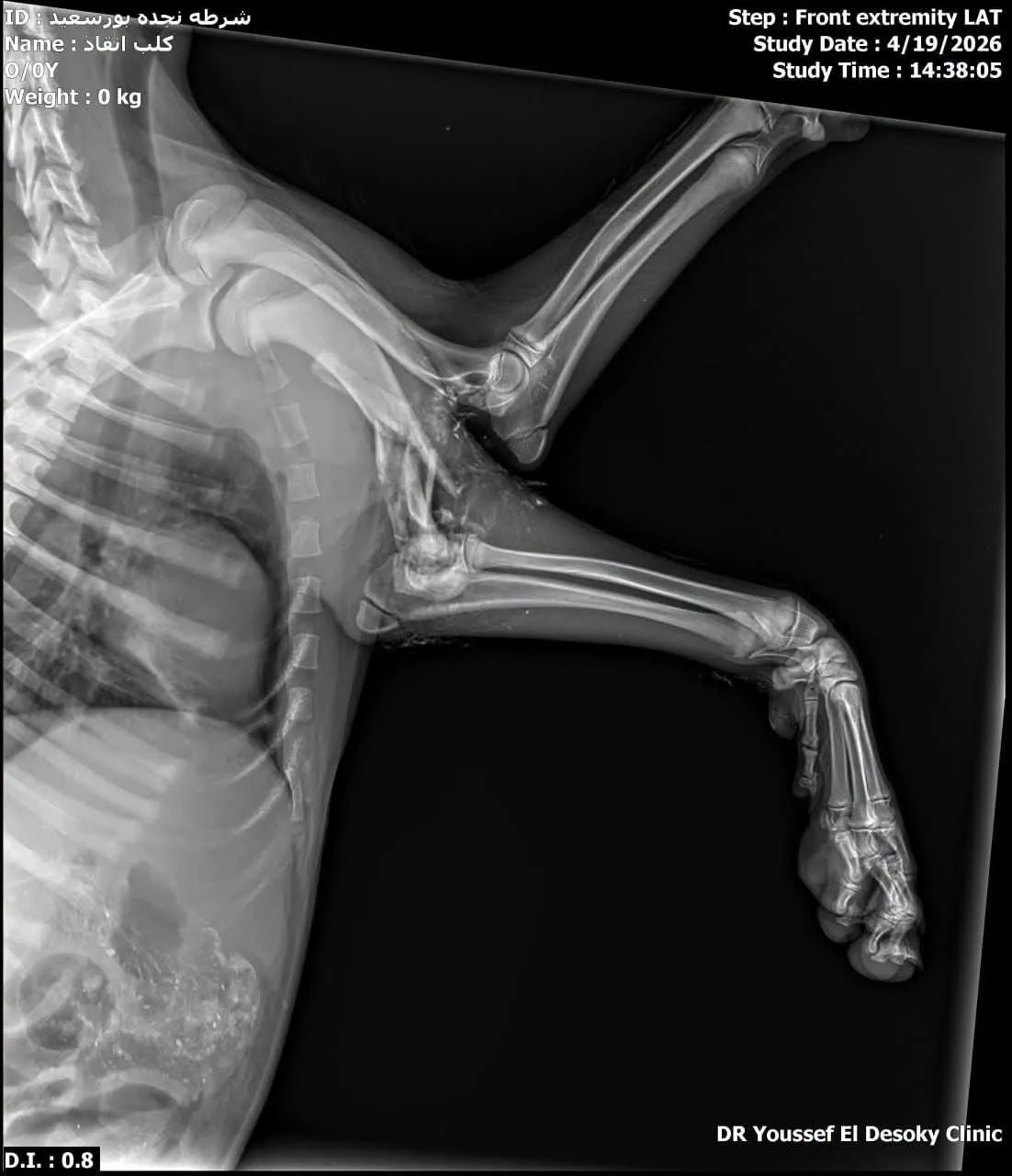 انقاذ الكلب