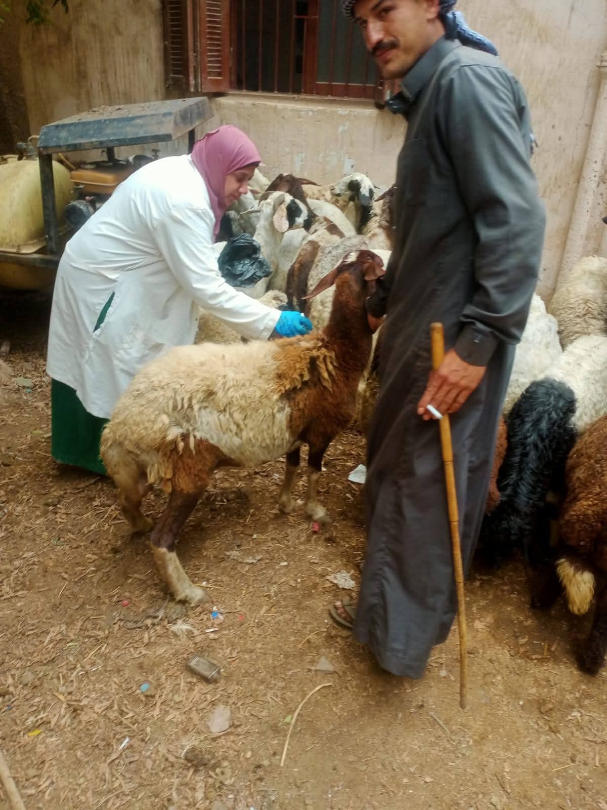 أثناء التحصين