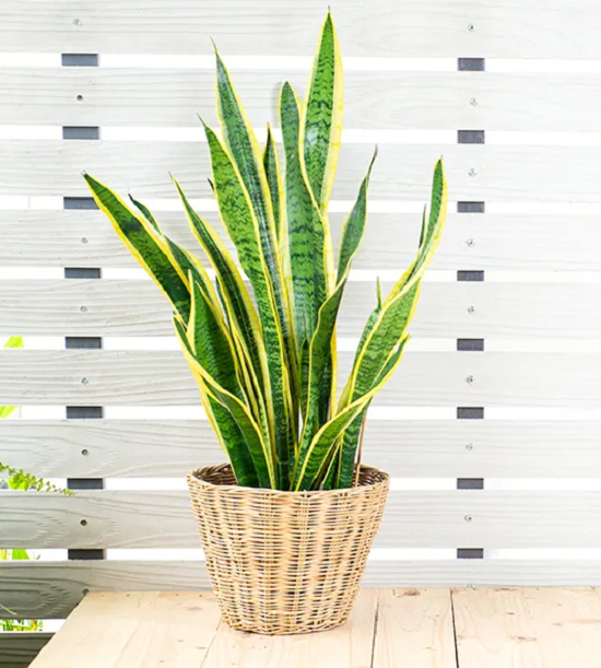 نبات الثعبان