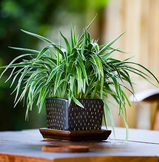 نبات العنكبوت