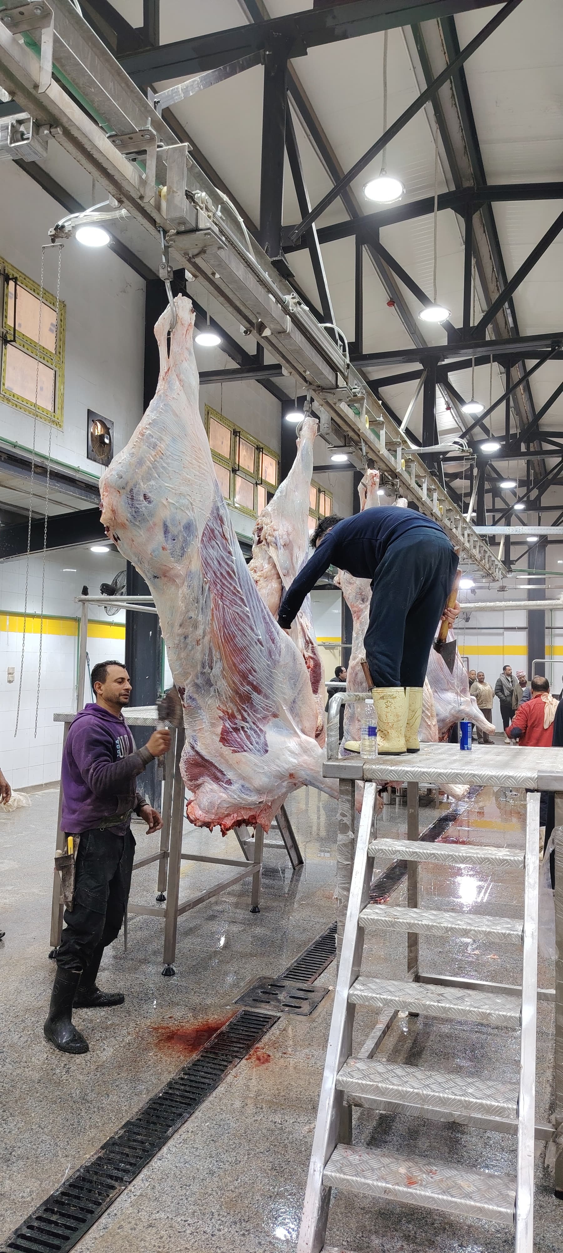 النشاط داخل مجزر أبوكبير