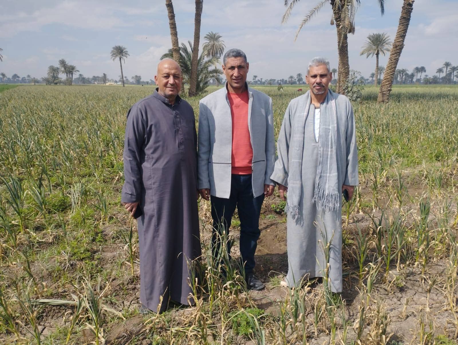 محصول الثوم (1)