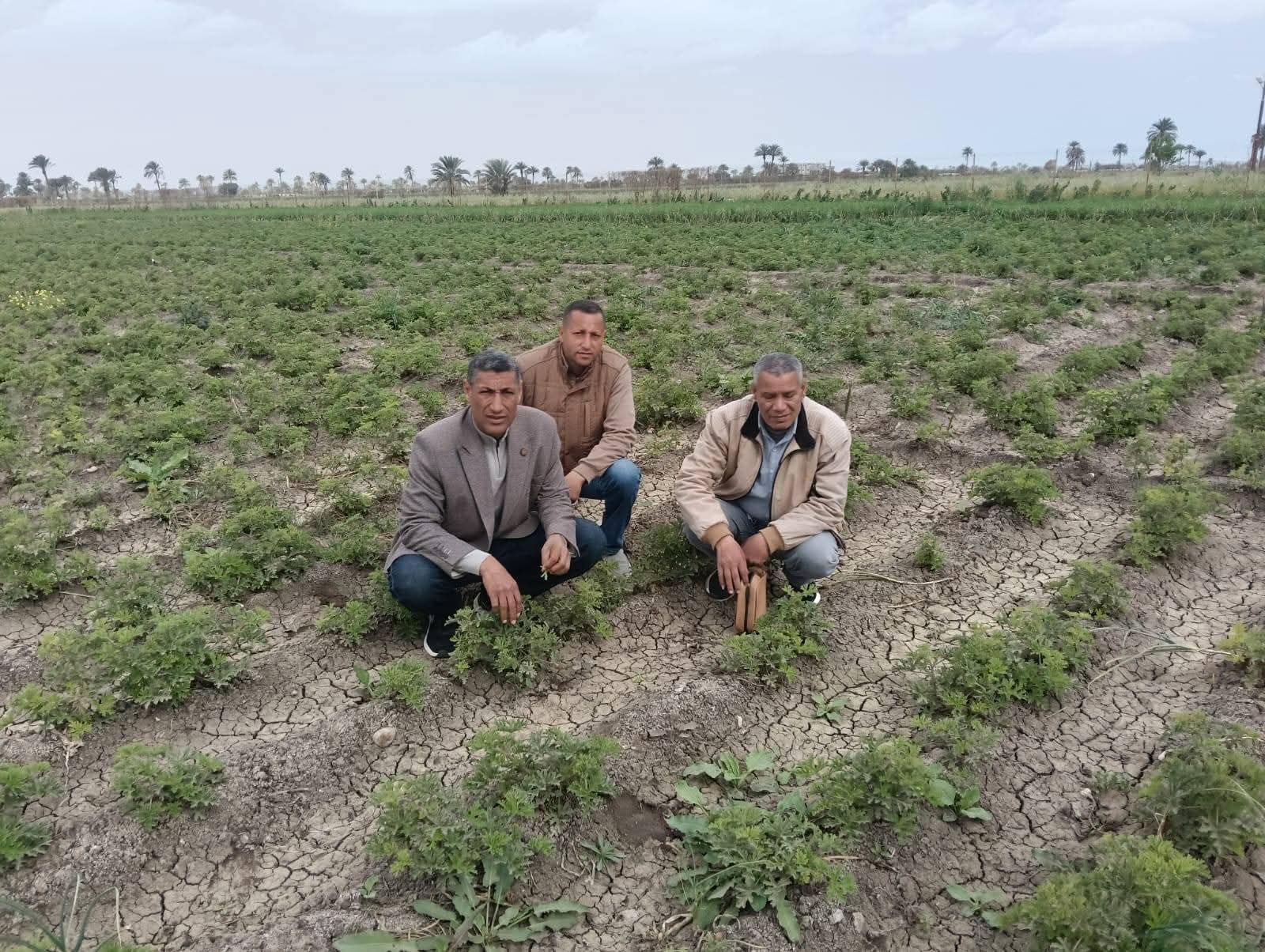 محصول الثوم (2)