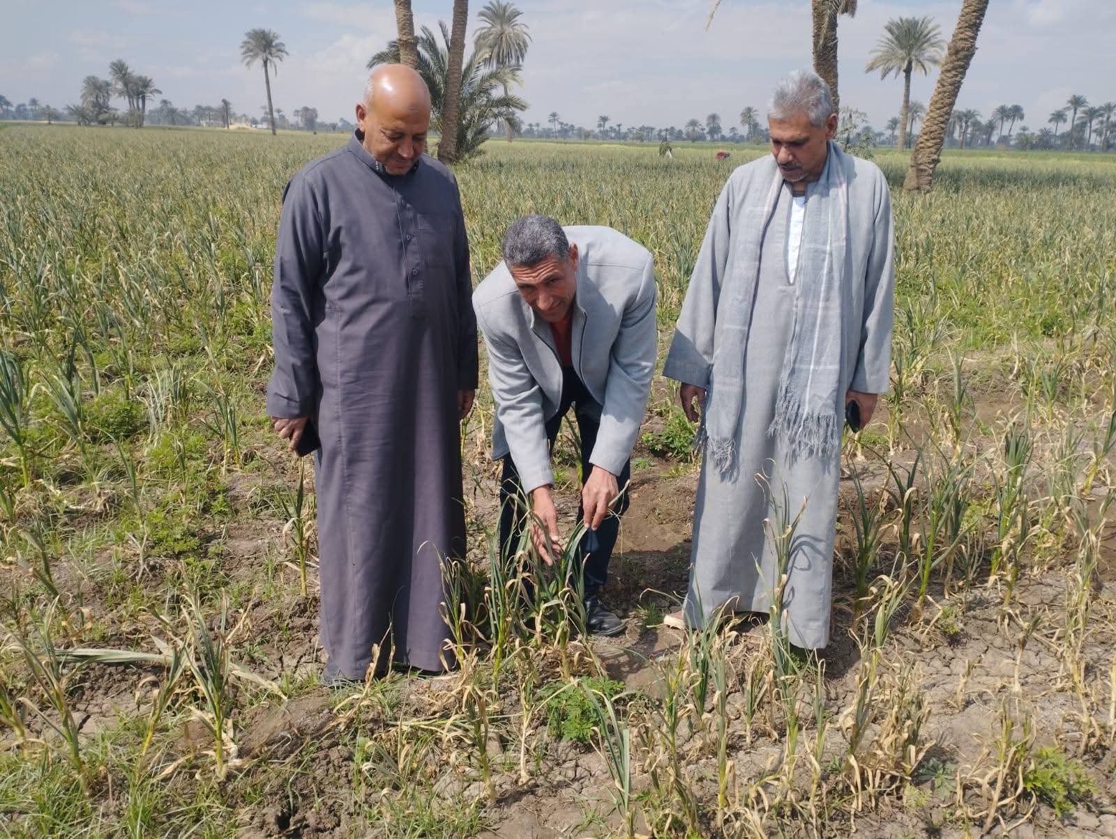 محصول الثوم (3)