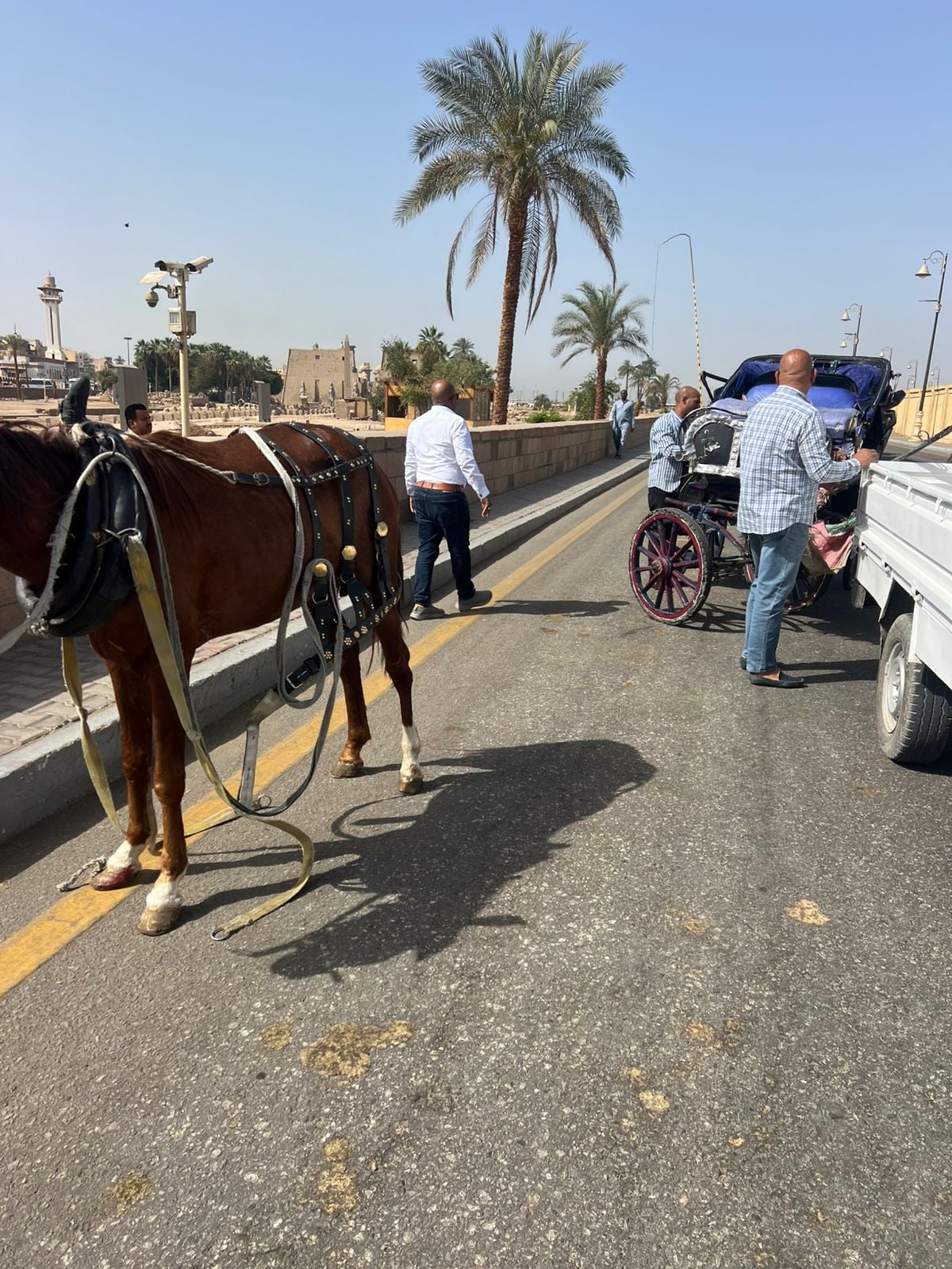التحفظ على عربات الحنطور المخالفة بالكورنيش وطريق الكباش