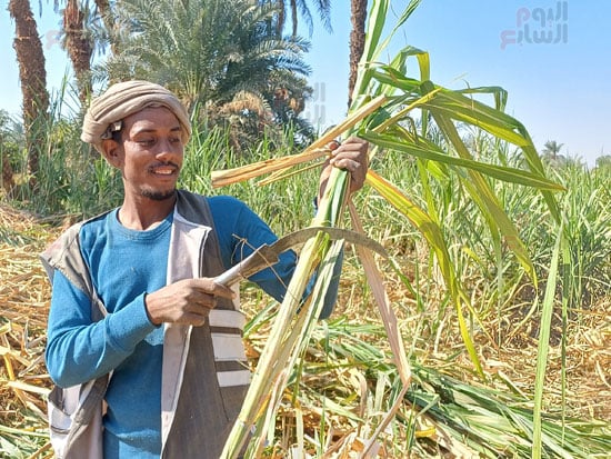 زراعات-القصب_1