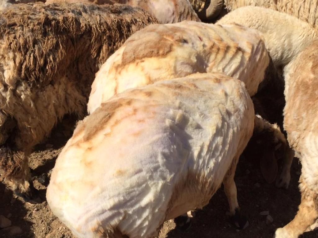 موسم جز صوف الاغنام
