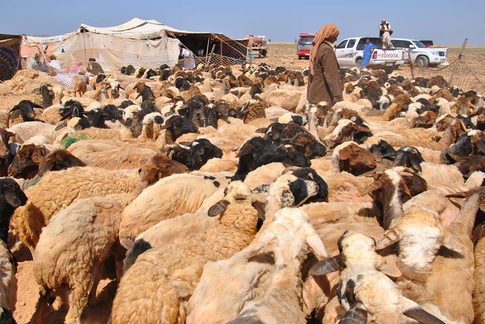 موسم جز الصوف بمطروح