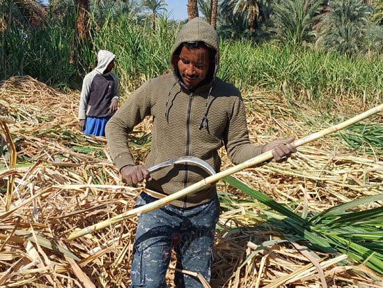 جهد-العمال-فى-كسر-ونظافة-القصب