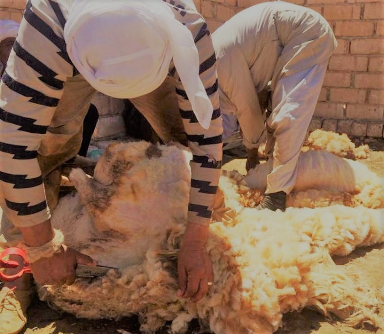 جز صوف الغنم  - مطروح