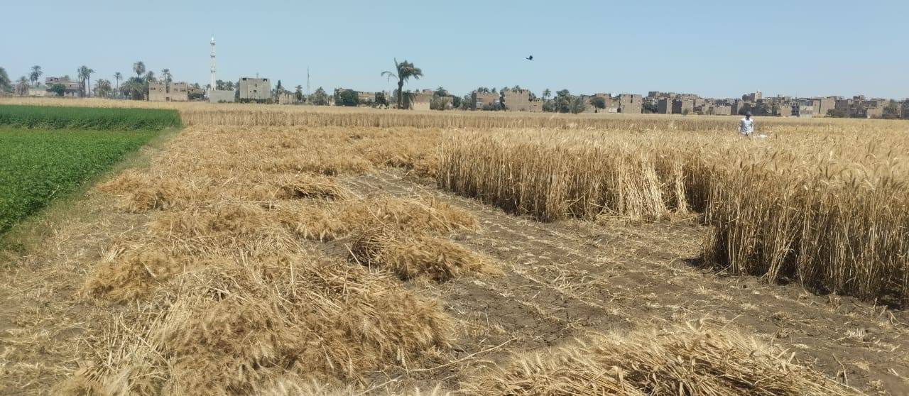 أستكمال اعمال الحصاد