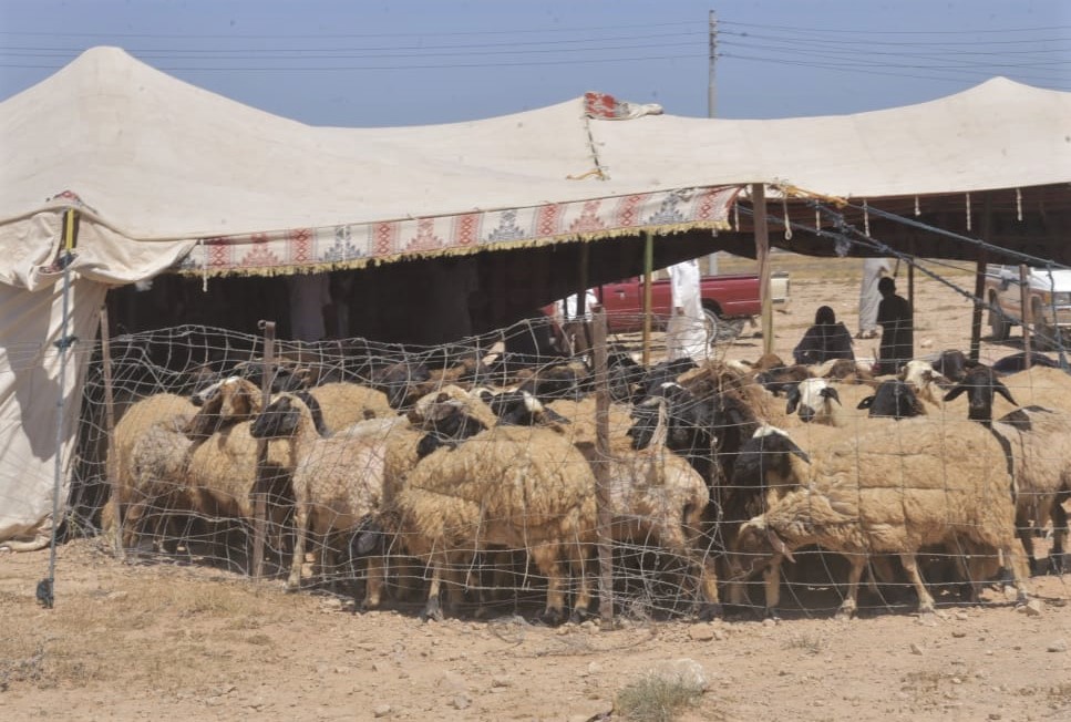 جز صوف الغنم للعناية بها - مطروح