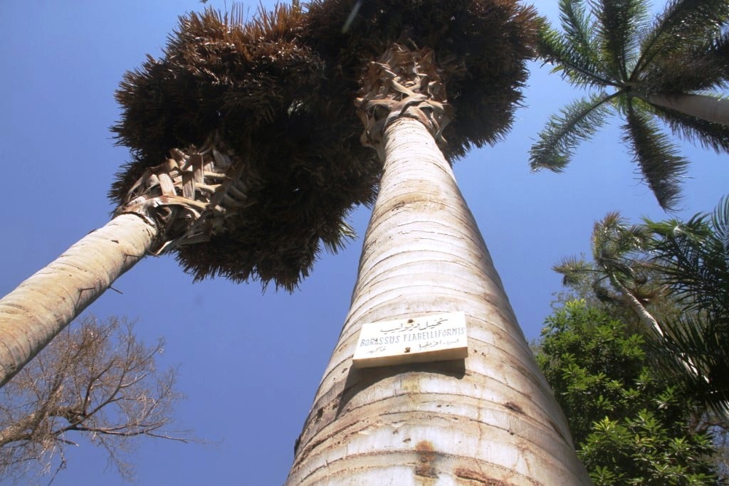 نخيل الدوليب