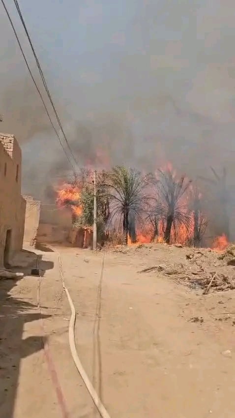 الوادى الجديد اكثر المحافظات إنتاجا لمخلفات النخيل