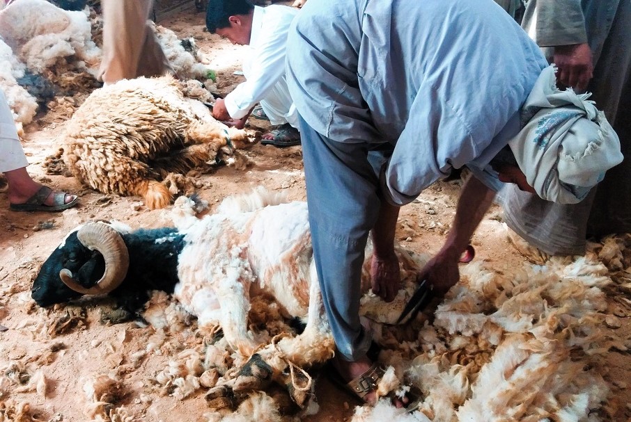 طقوس الجلامة او جز صوف الاغنام بمطروح