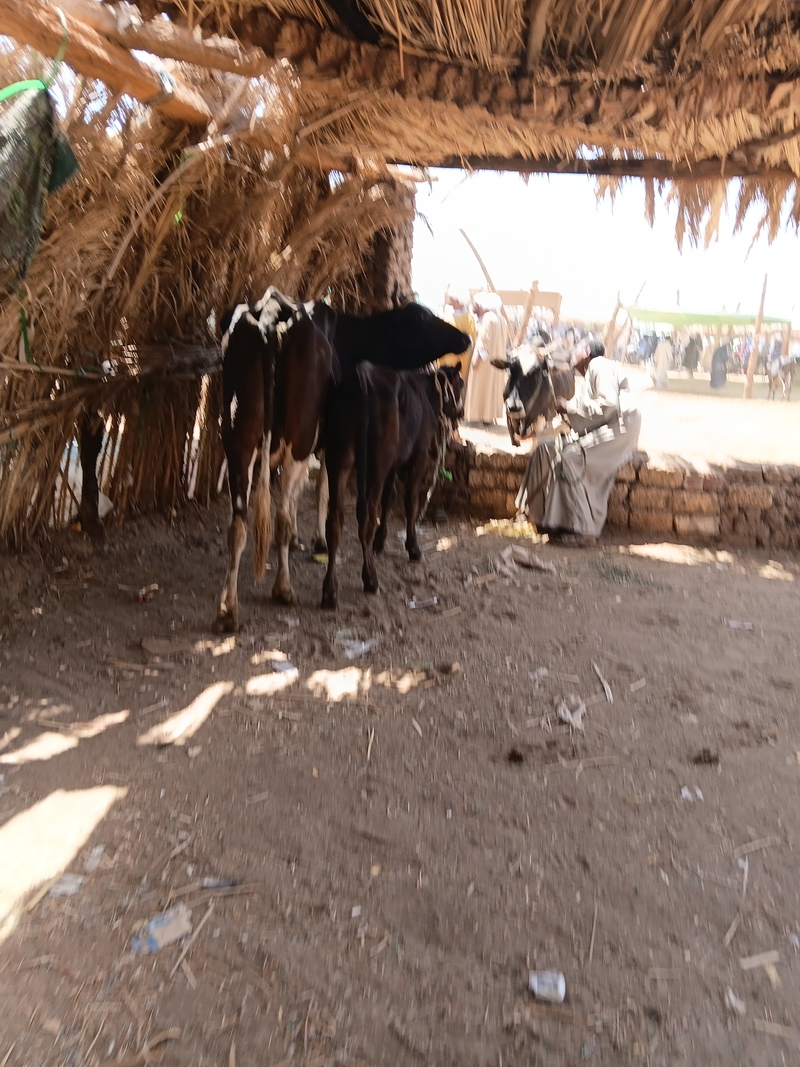 تجهيز المواشي للنقل