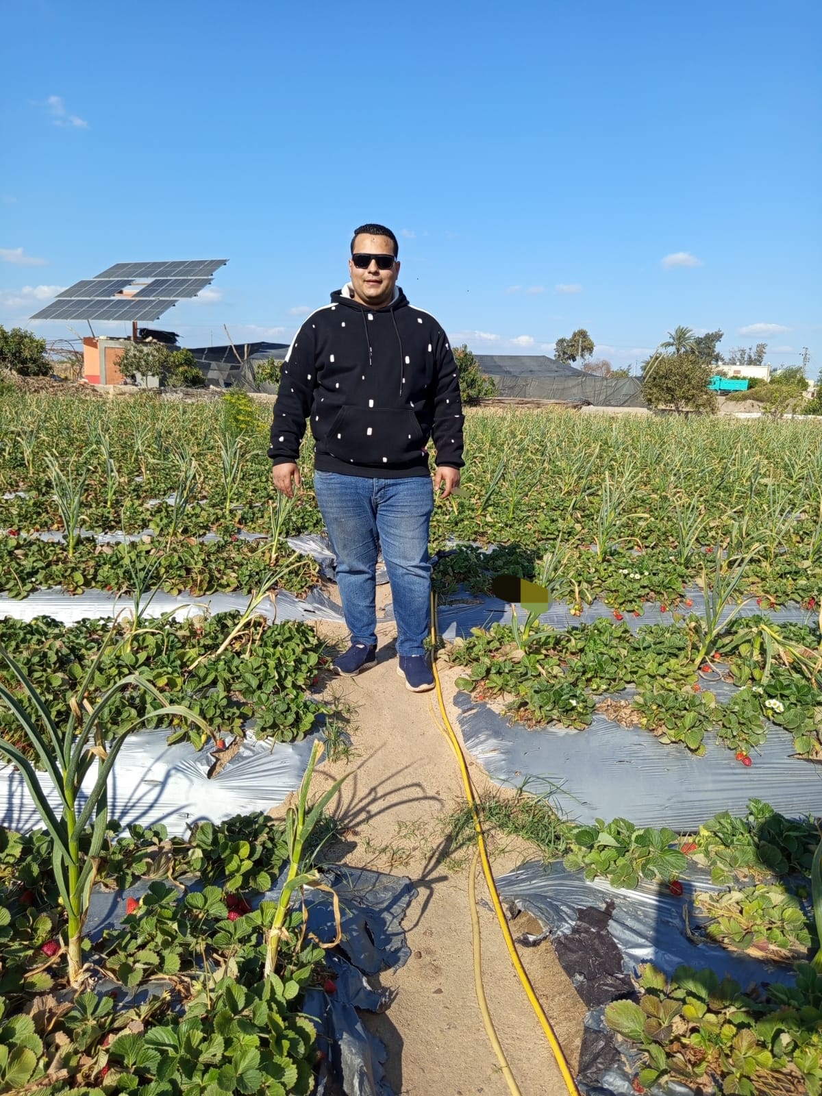 متابعة عملية الحصاد  