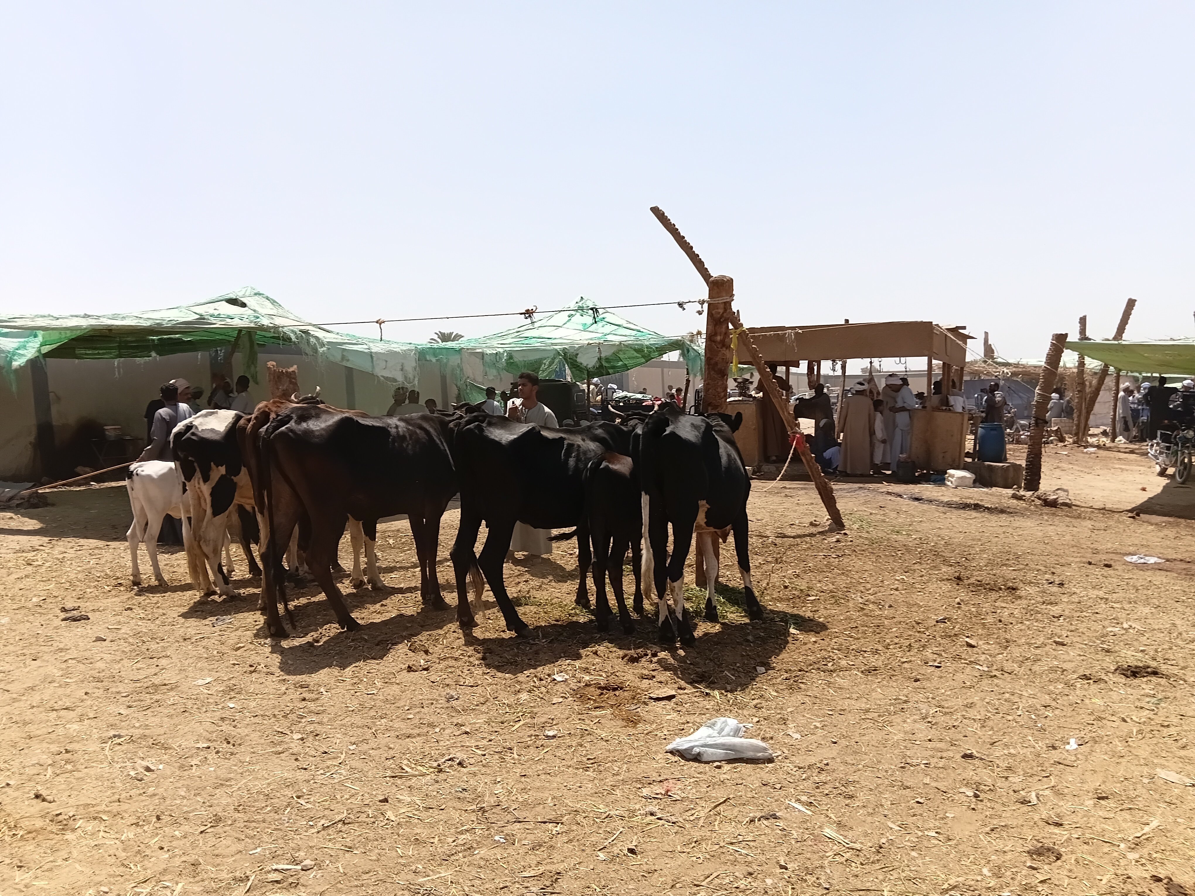 سوق المواشي