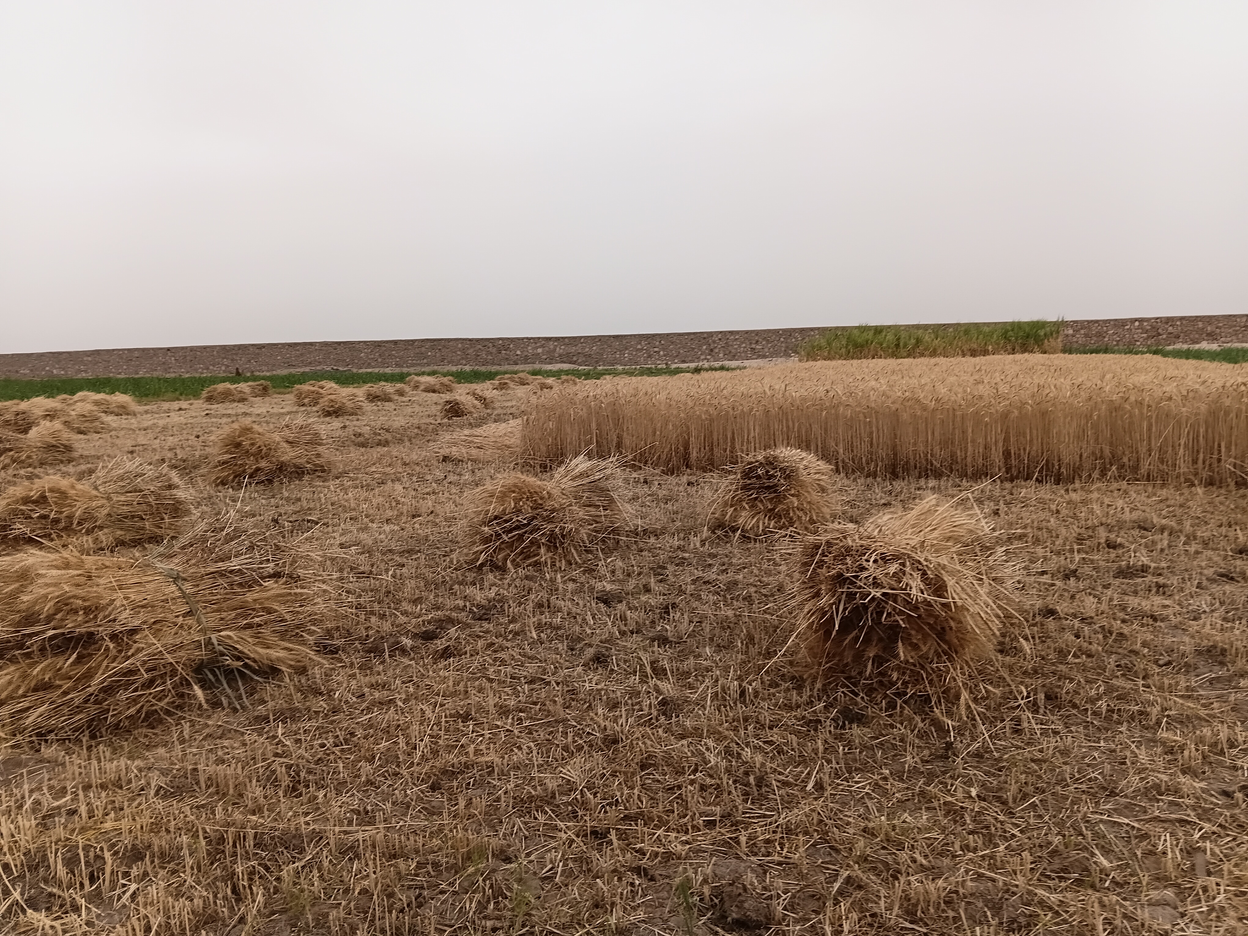 بدايات الحصاد