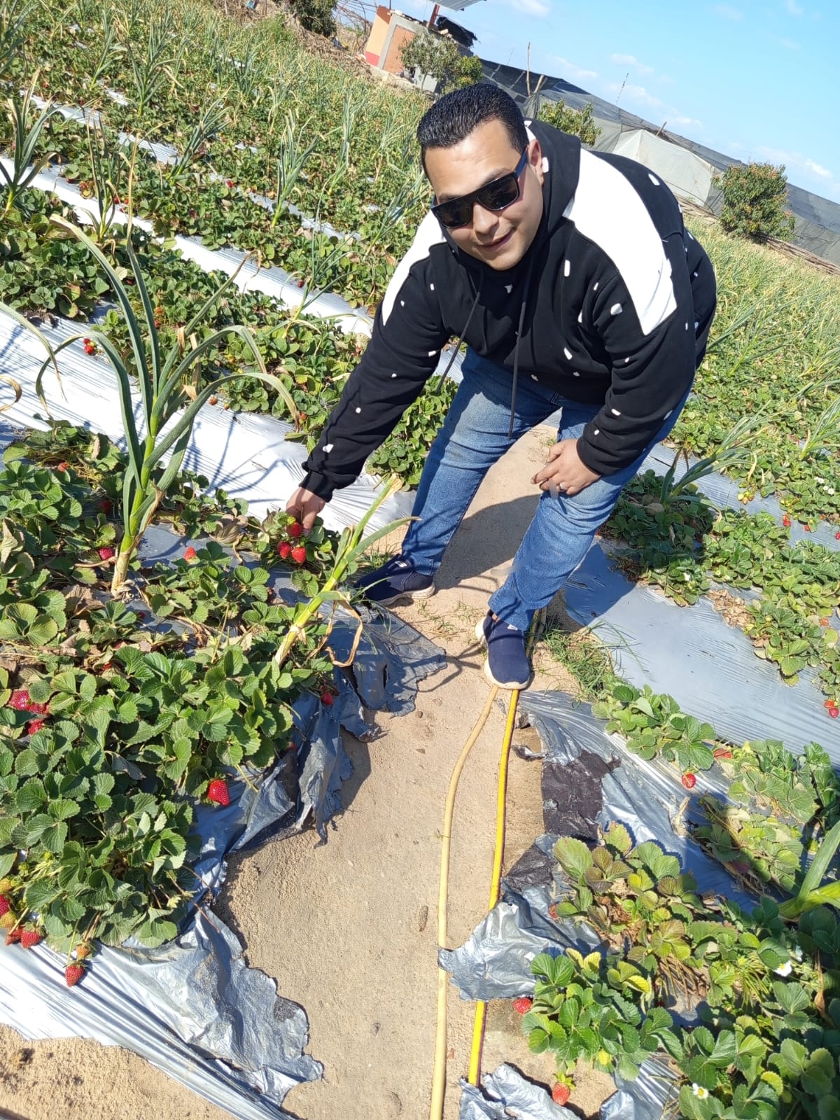 عملية الحصاد 