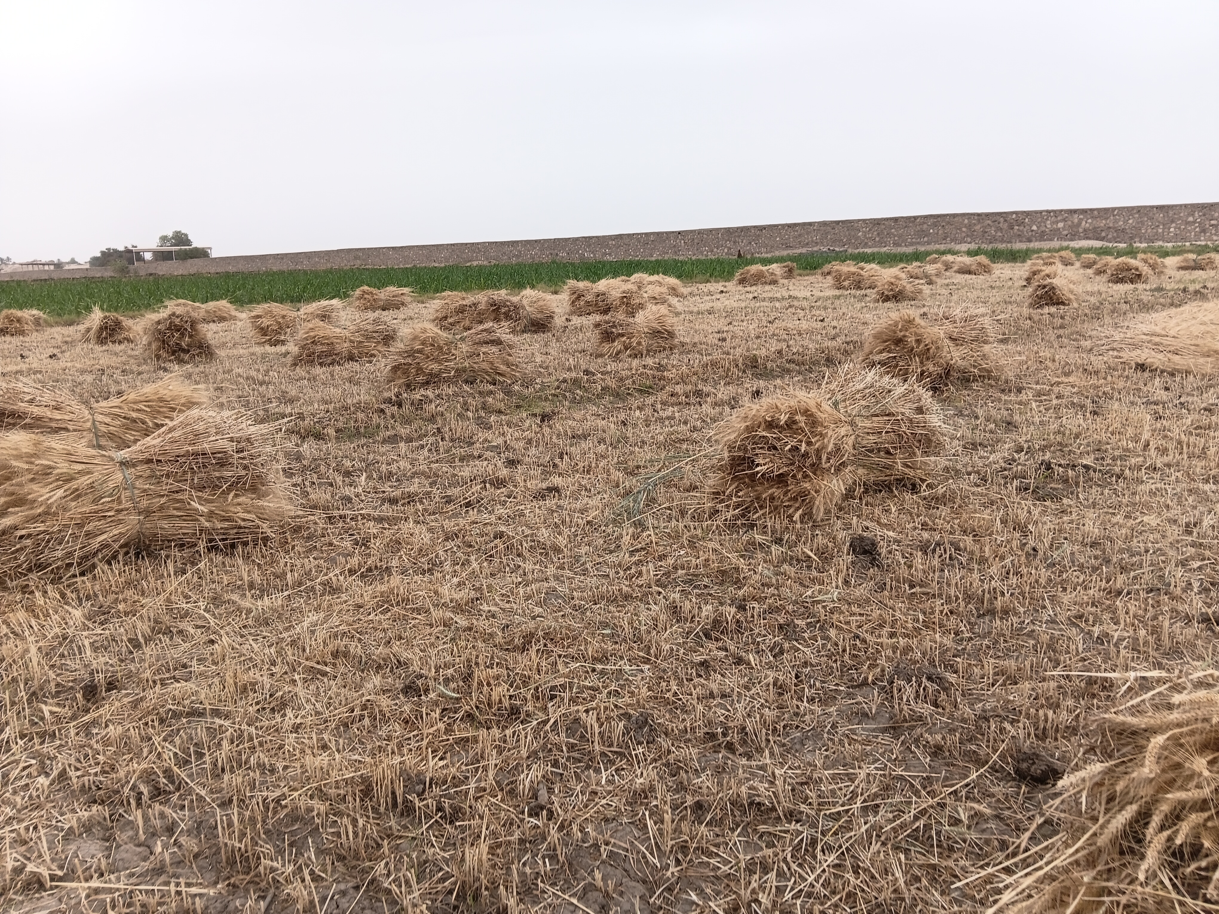 حصاد المحصول