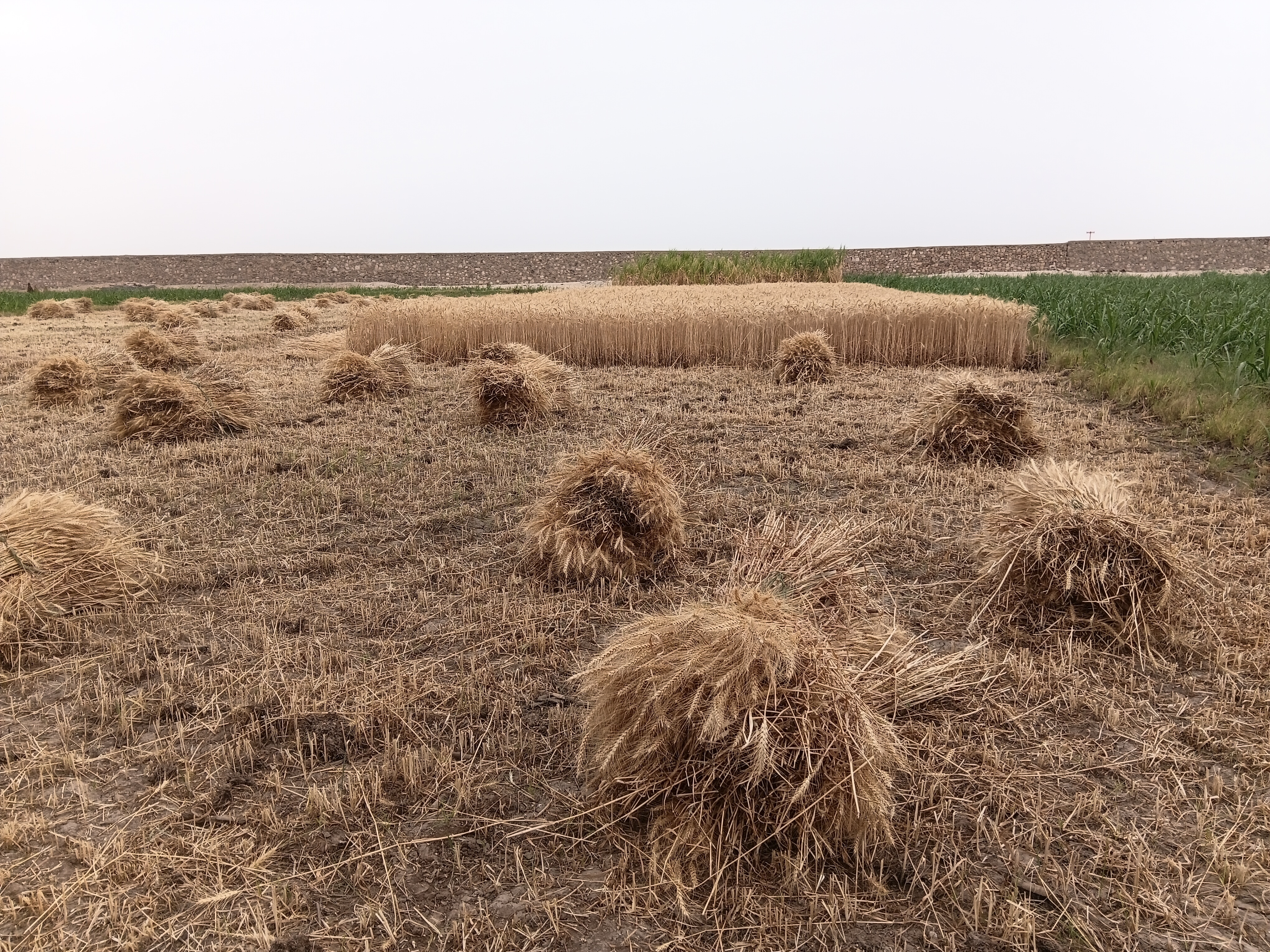 اكوام من محصول القمح