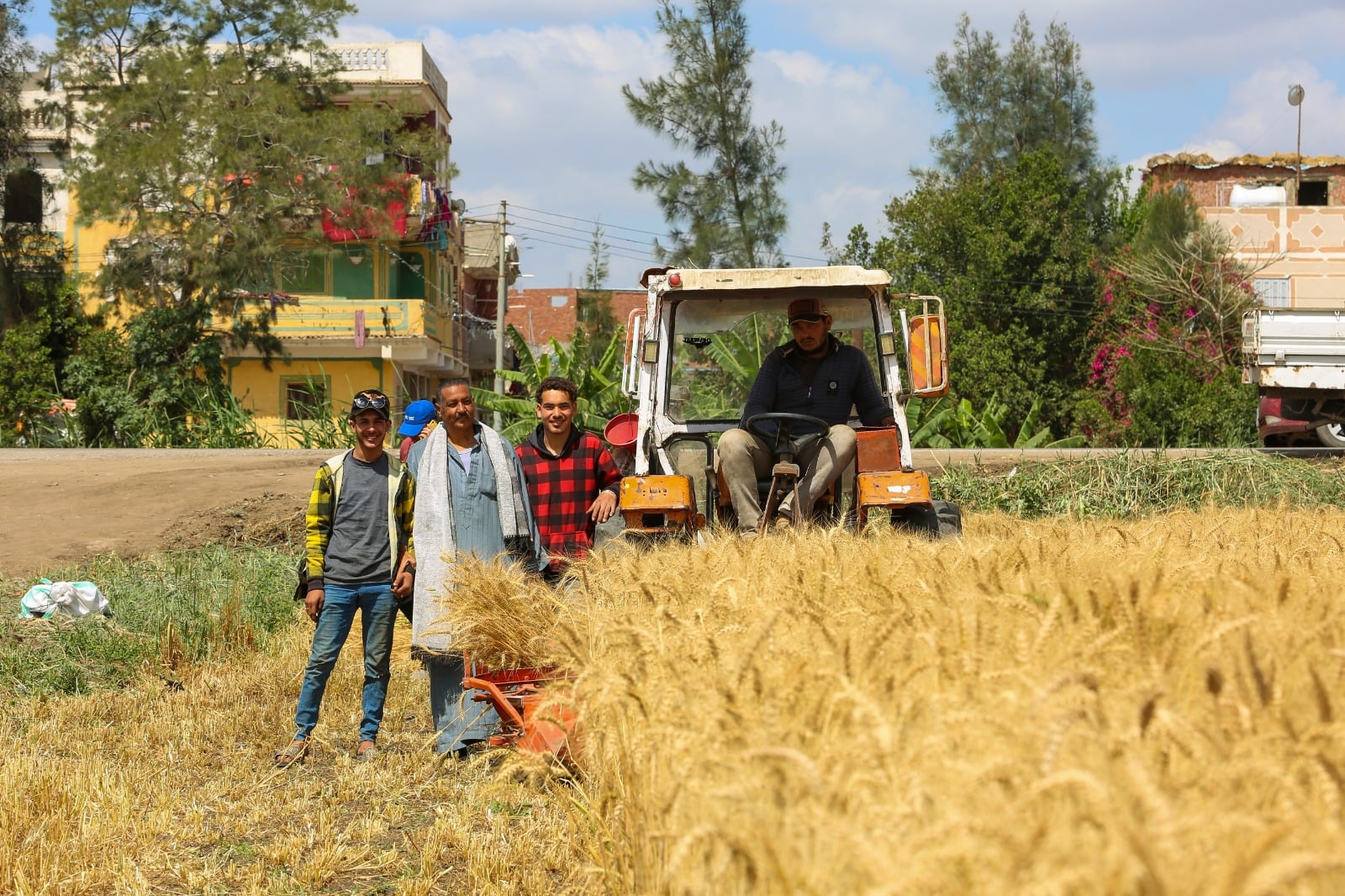 حصاد القمح بأحد الحقول