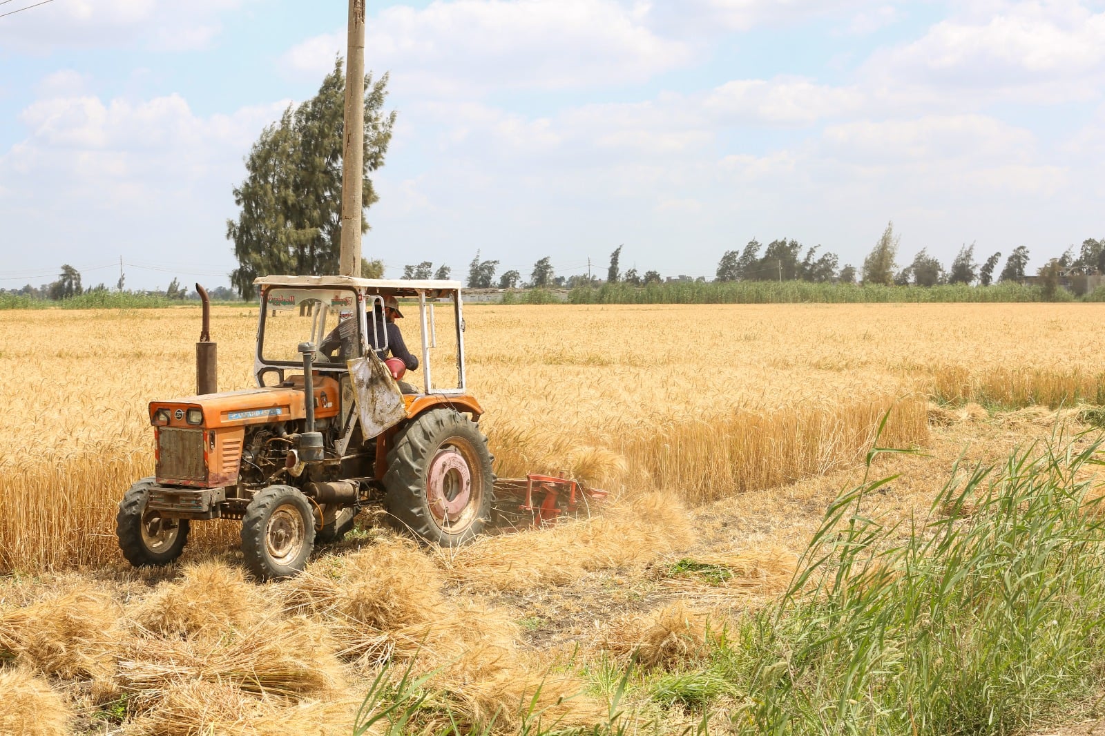 حصاد القمح بكفر الشيخ
