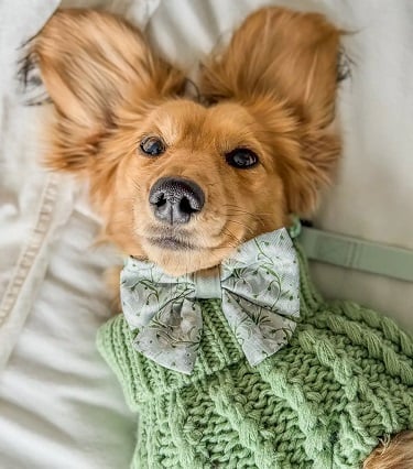 الكلب ويلسون