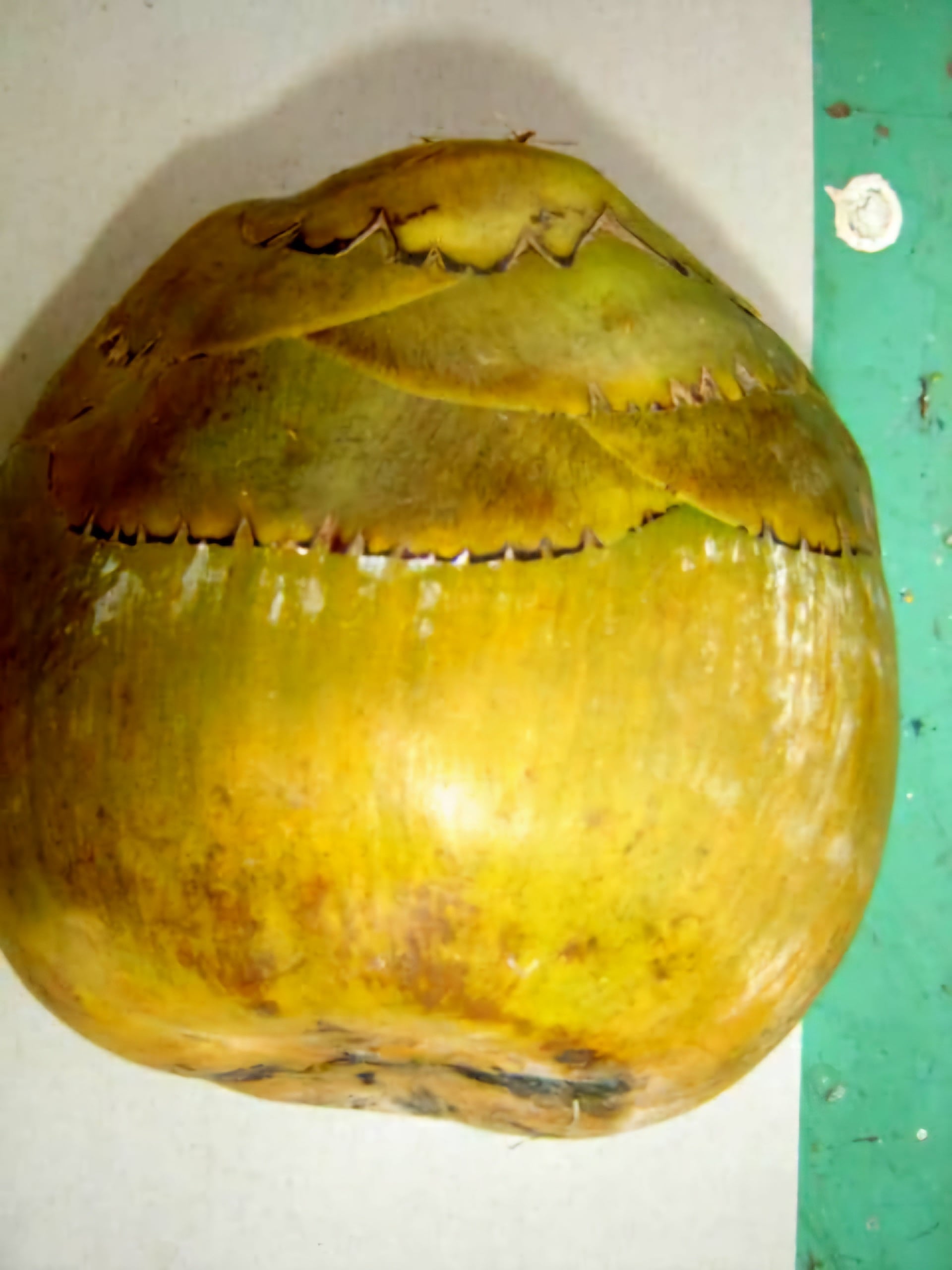 ثمرة الدوليب