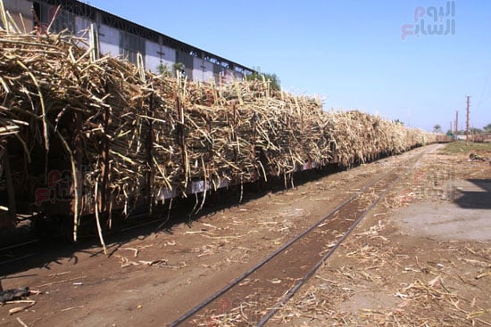 قطار-القصب_1