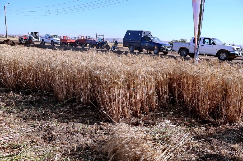 محصول القمح على أرض سوهاج