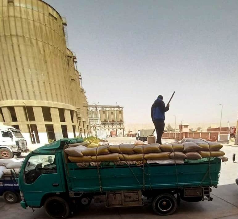 عينات من محصول القمح