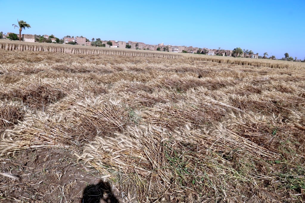 موسم حصاد القمح بسوهاج