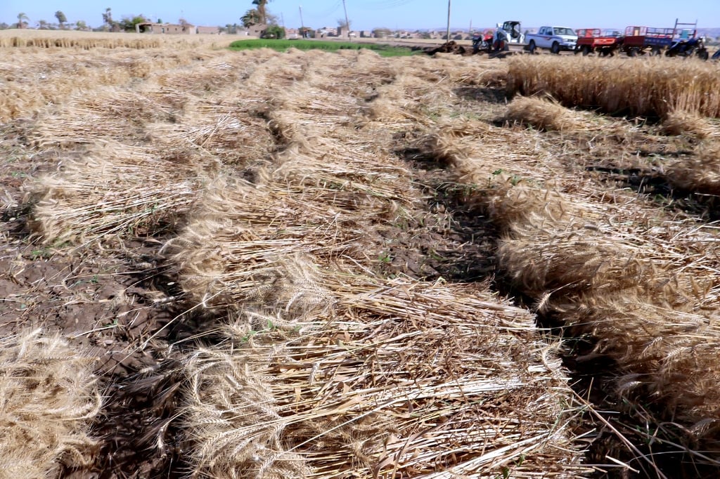 حصاد القمح بالمحافظة (1)