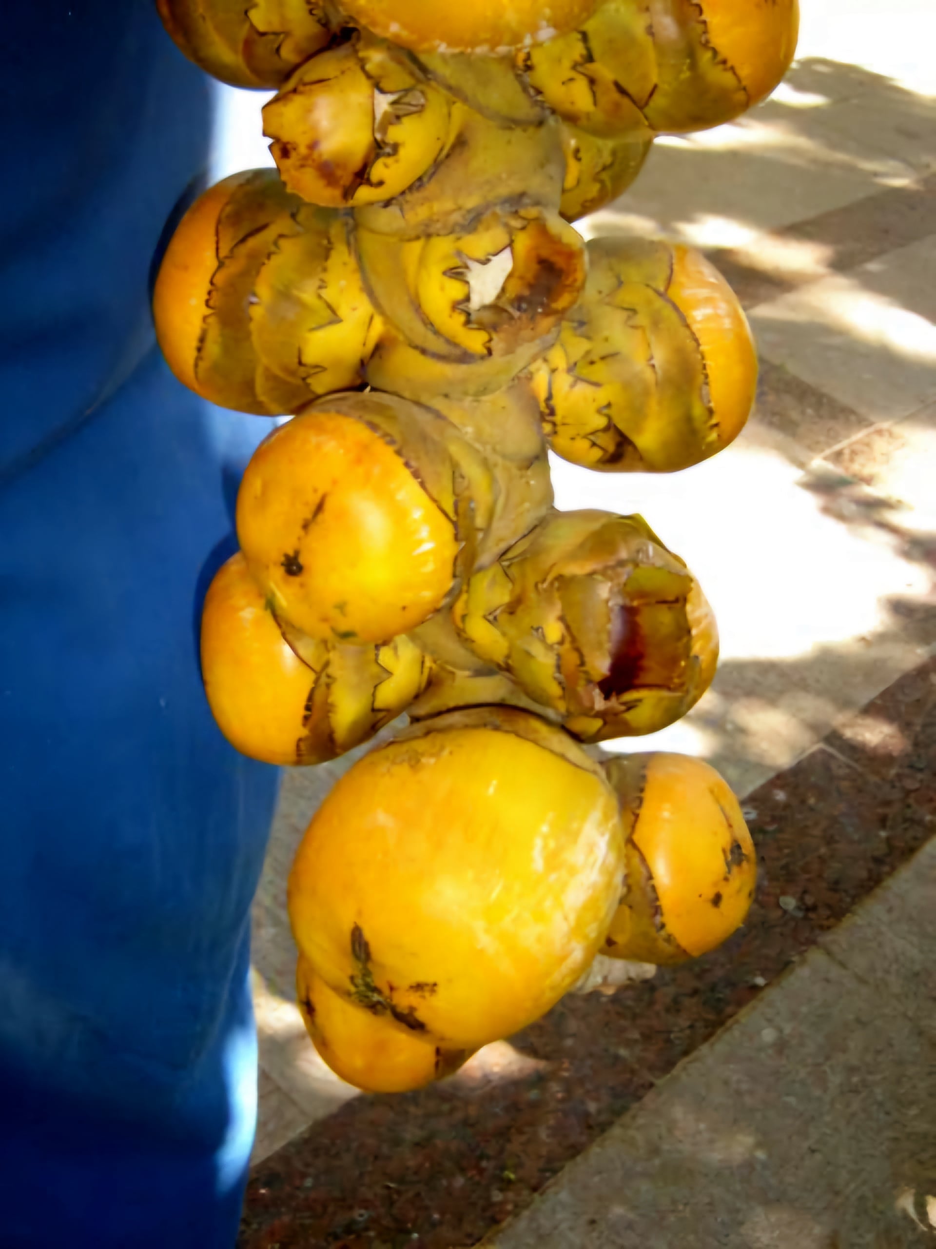 جمع ثمرة الدوليب