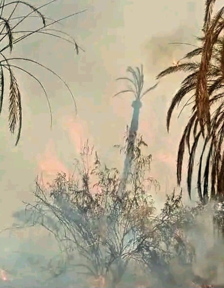 جانب من اثار حرائق النخيل بالوادي الجديد