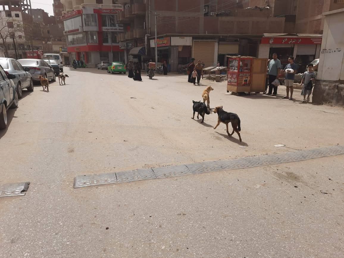 الكلاب فى الشوارع 