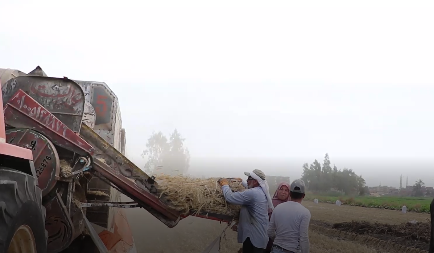 وضع أعواد القمح بالماكينة لتحويله لحبات قمح وتبن