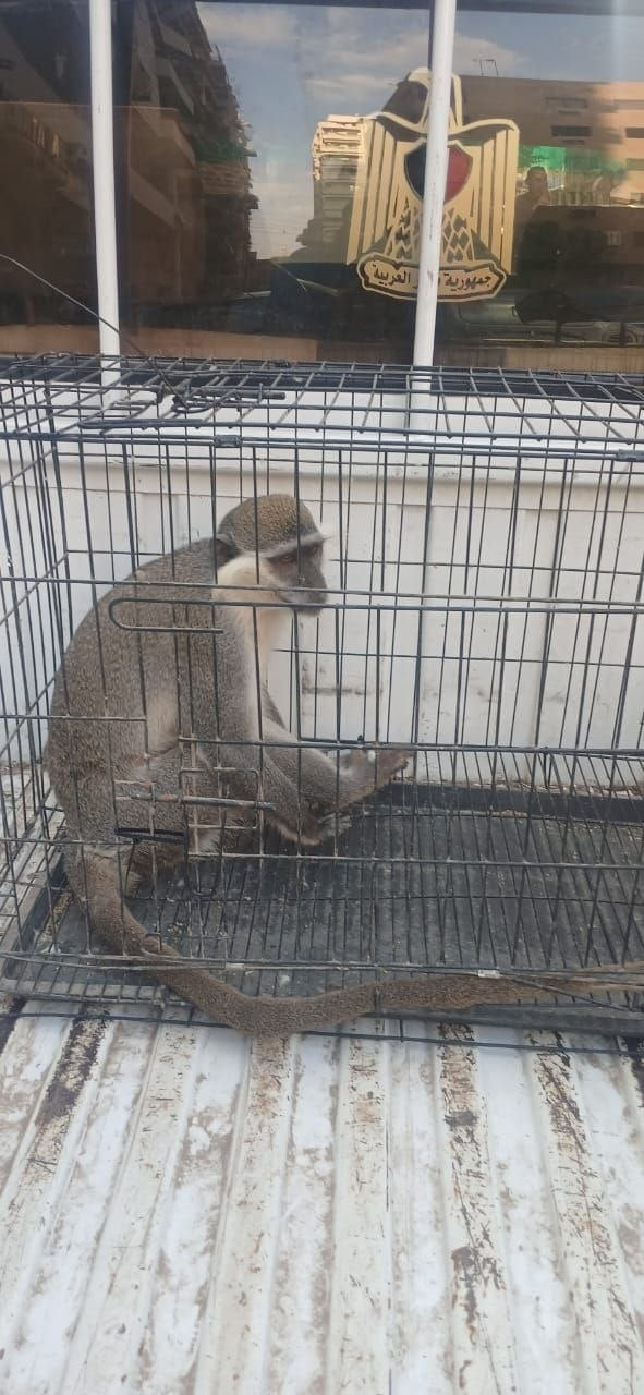 نسناس الزنكلون