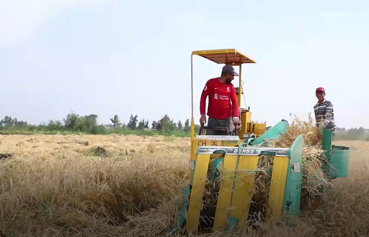 دراسة القمح