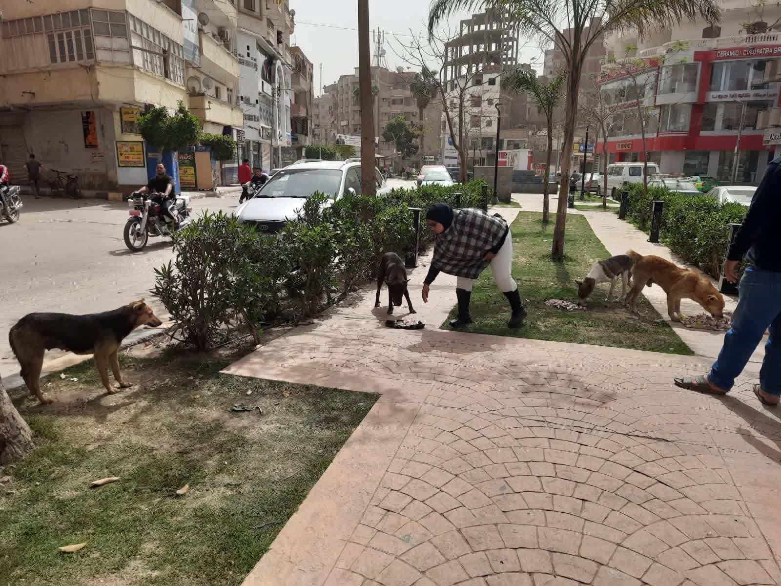 حملة لتحصين الكلاب