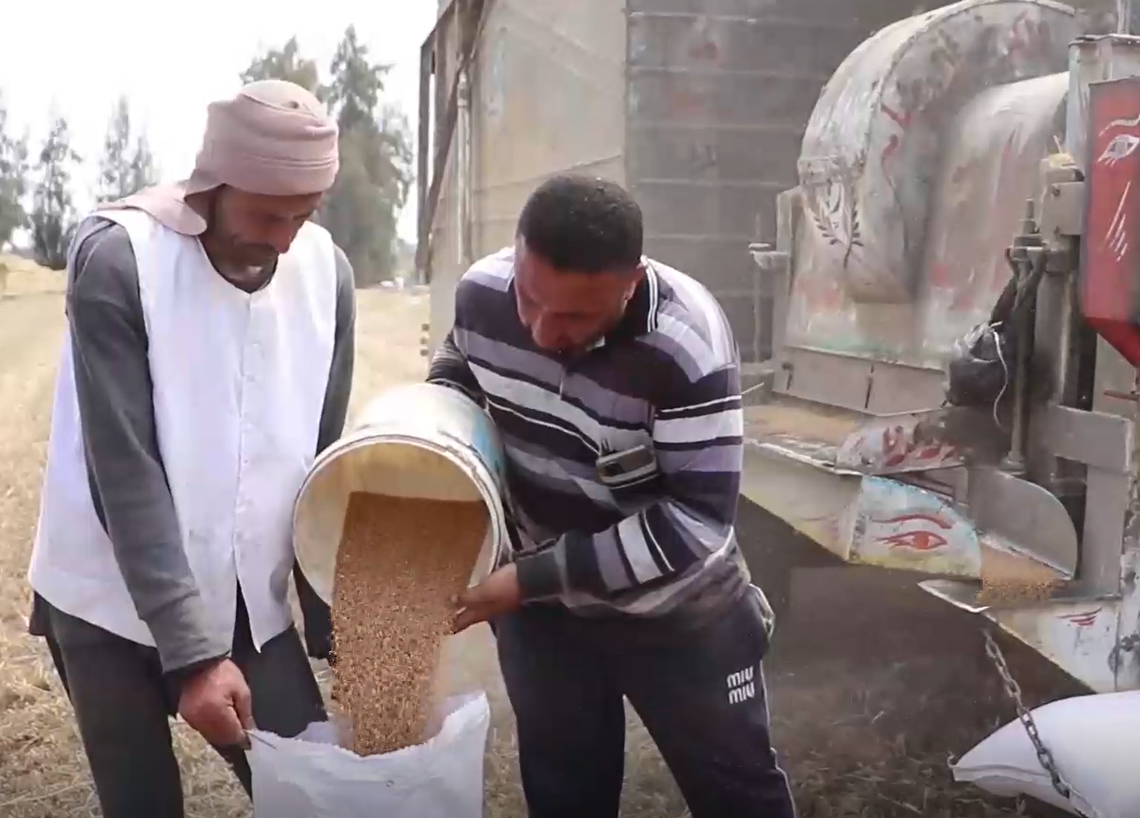 تعبئة القمح في أجولة