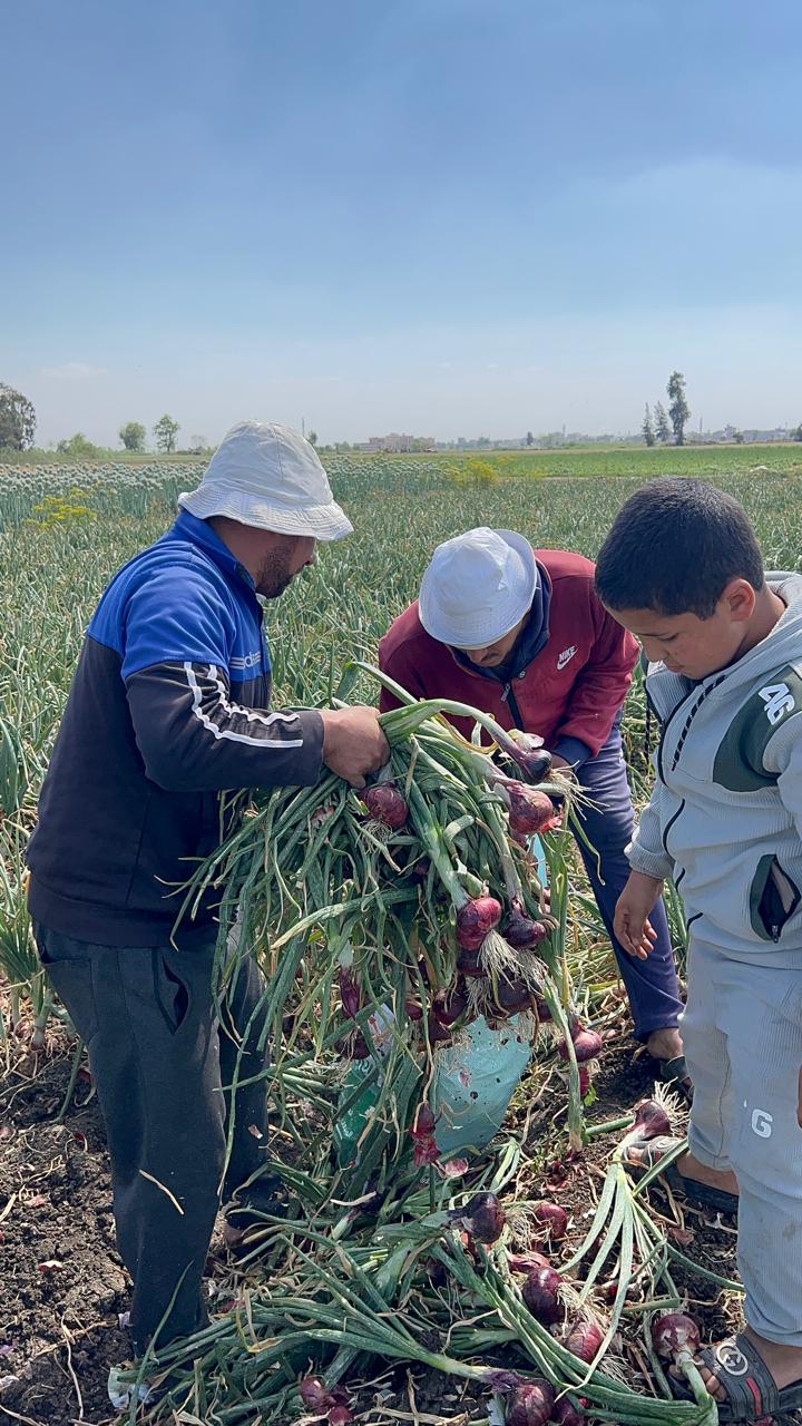 إنطلاق موسم حصاد البصل