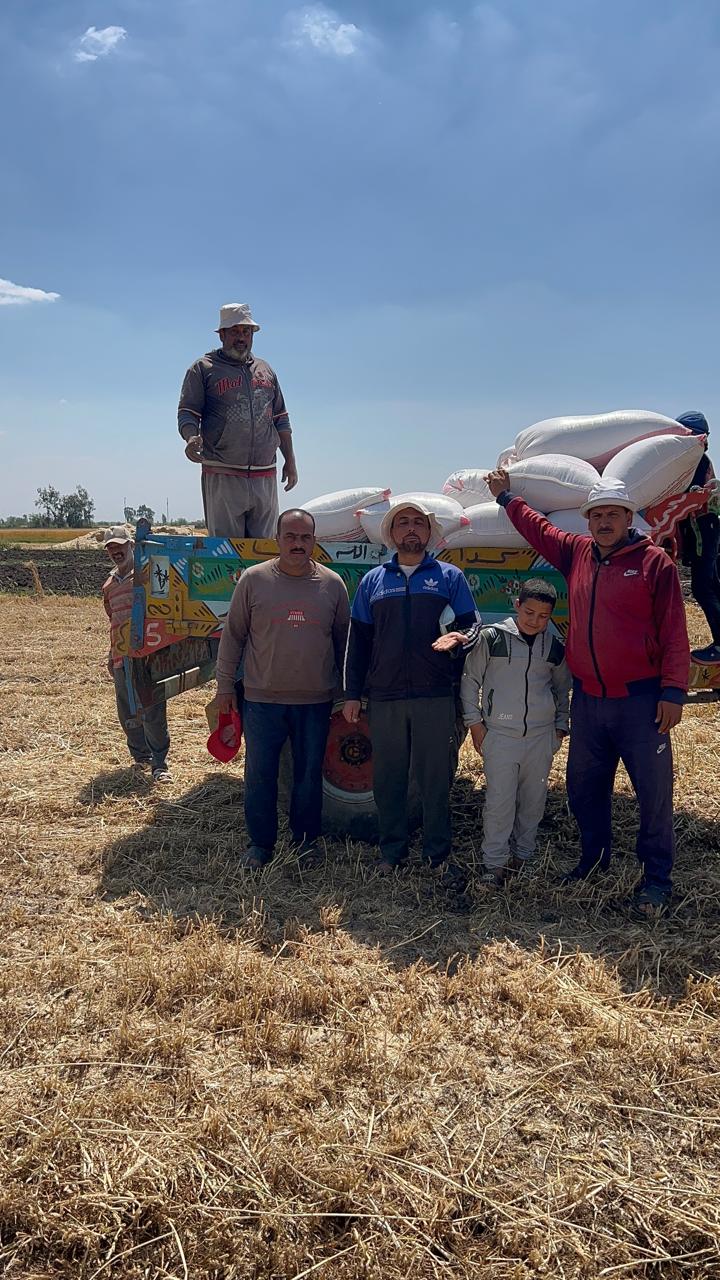 القمح والتحميل لبدء التوريد