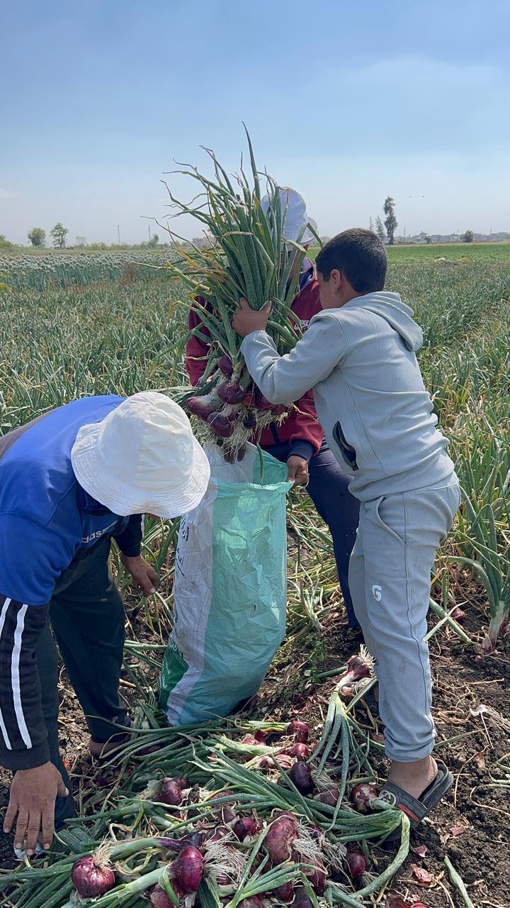 بدء موسم الحصاد