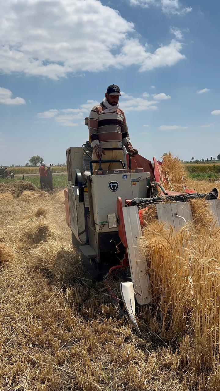 ضم سنابل القمح آليا