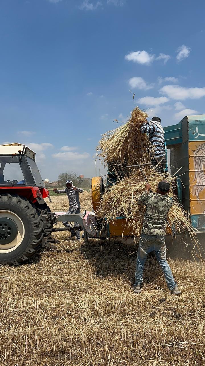 الجميع يشارك في حصاد القمح