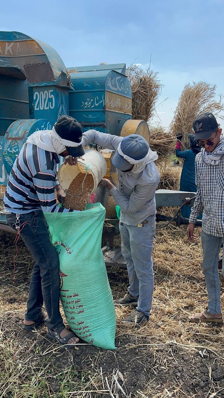 حصاد القمح في الدقهلية